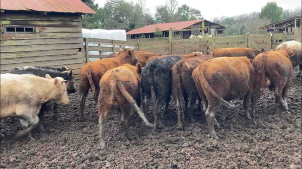 Lote 23 Novillo Engorda en Frutillar, X Región Los Lagos