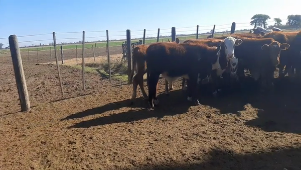 Lote 25 Terneros en Sunchales, Santa Fe