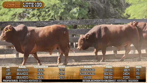 Lote LOTE 199 - VIVO