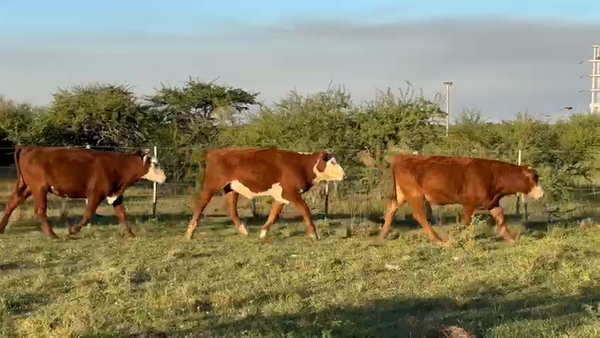 Lote 120 Novillos en Corrientes, Mercedes