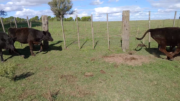 Lote 30 Terneras EN SALAZAR