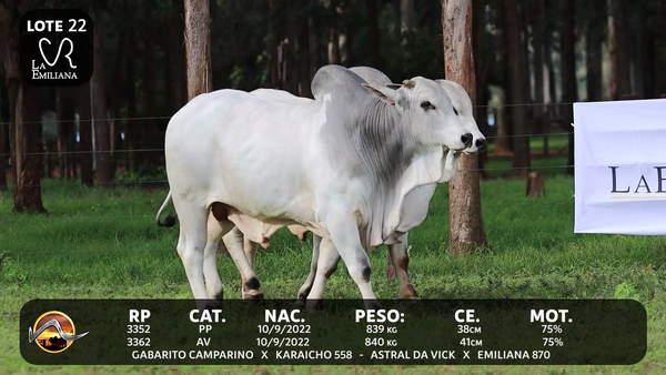 Lote LOTE 22
