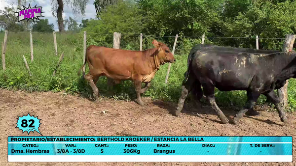 Lote LOTE 82