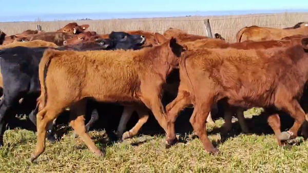 Lote 100 Terneros en Corrientes, Chavarría