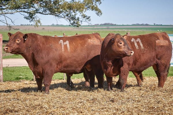 Lote "TRES MOLINOS" TOROS P.C