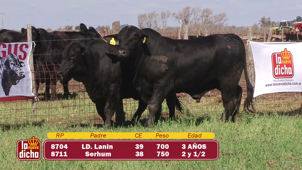 Lote TOROS BRANGUS CABAÑA LA NUEVA DICHA