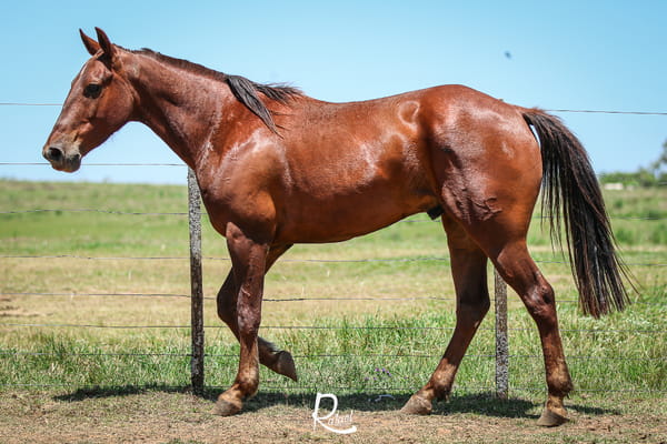 Lote Butia Don Salvador
