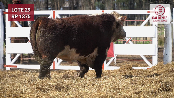 Lote Toro PR