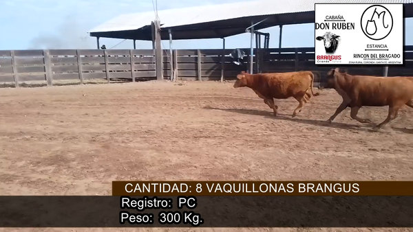 Lote VAQUILONAS PC