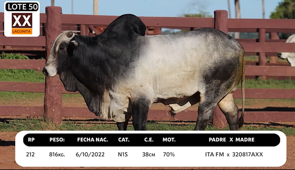 Lote LOTE 50