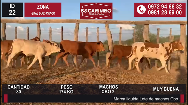 Lote 80 Machos CBO 2
