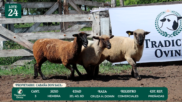 Lote LOTE 24 - POR PANTALLA