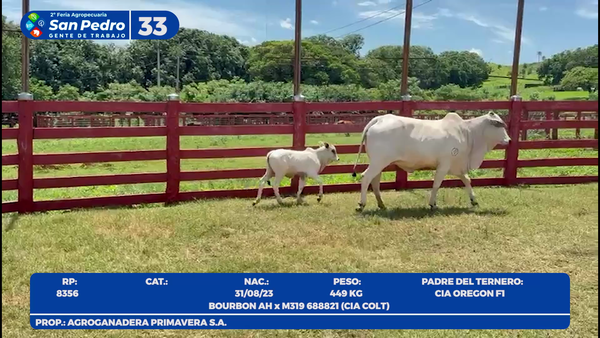 Lote LOTE 33- POR PANTALLA