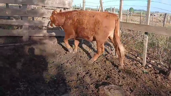 Lote Novillos 300kg - , San José