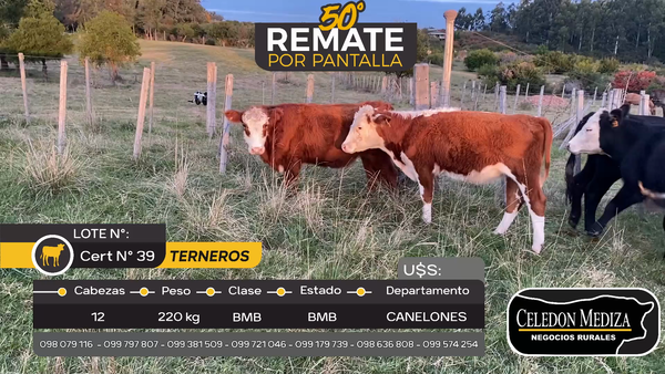 Lote 12 Terneros en Las Brujas, Canelones