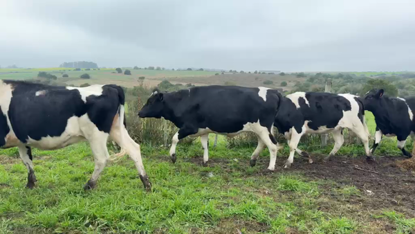 Lote VAQUILLONAS PREÑADAS
