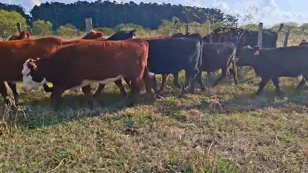 Lote TERNERAS