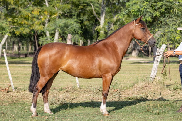 Lote PACÍFICA TASCA