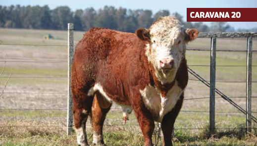 Lote MONTECORAL 2511 HORNERO M2135