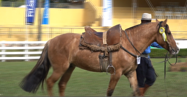Lote CRIOLLOS EXPO INTERNACIONAL 2022 RP 97 - LOTE 9