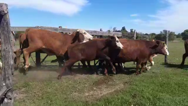 Lote 53 Novillitos en Goya, Corrientes