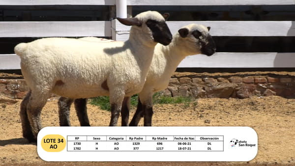 Lote Lote 34 - AO