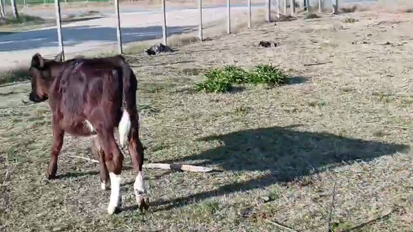 Lote 9 Terneros 110kg - , San José