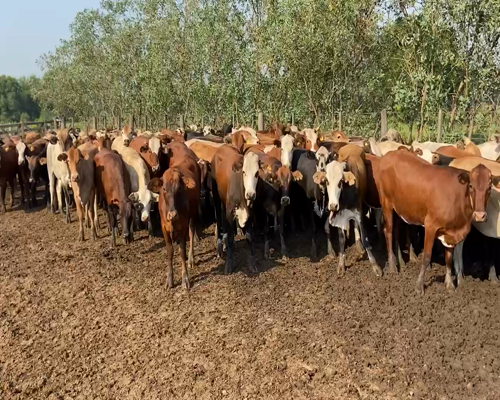 Lote 106 Vaquillonas en Pirané, Formosa