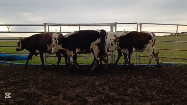 Lote NOVILLOS 1 A 2 AÑOS