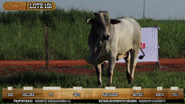 Lote LOTE 191