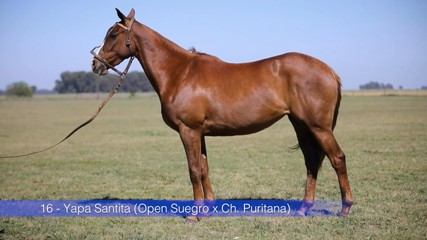 Lote YAPA SANTITA (OPEN SUEGRO - CHAPALEUFU PURITANA)