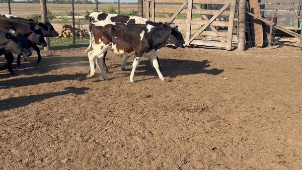 Lote 50 Terneros Holando en Morteros, Córdoba