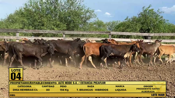 Lote LOTE 4