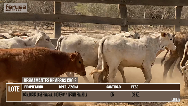 Lote LOTE 5 - 65 DESMAMANTES HEMBRAS CBO 2