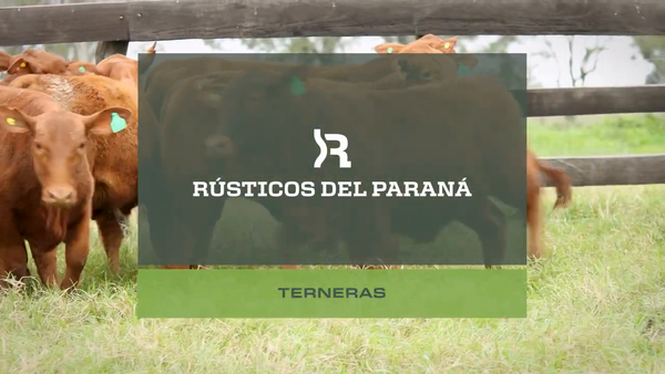 Lote TERNERAS