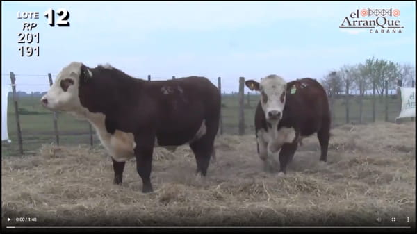 Lote 2 Toros Braford - Santa Anita, Entre Rios