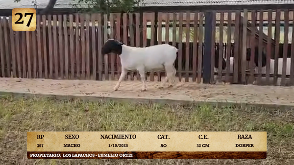 Lote LOTE 27