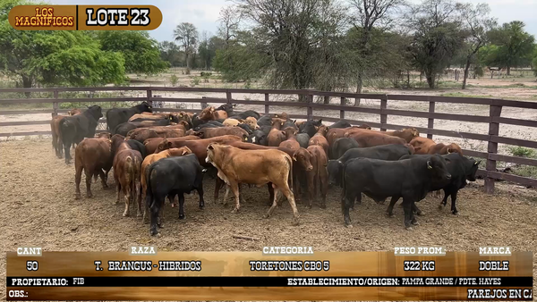 Lote LOTE 23