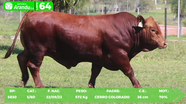 Lote LOTE 64