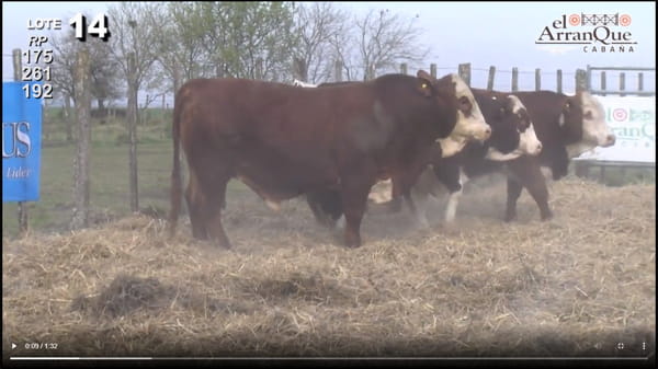 Lote 3 Toros Braford - Santa Anita, Entre Rios