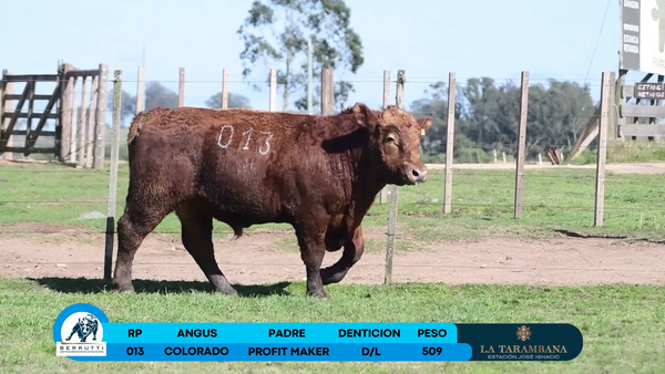 Lote Toro