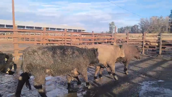 Lote 20 Vaquilla Gorda en Los Ángeles, VIII Región Biobío