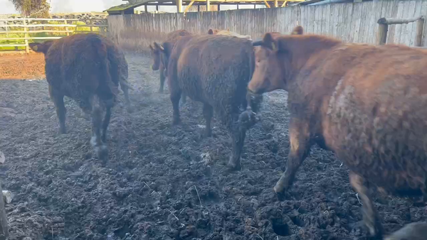 Lote 20 Novillo Gordo en Melipilla, Región Metropolitana