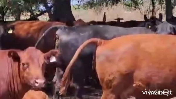 Lote 100 Vacas nuevas C/ cria