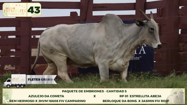 Lote LOTE 43
