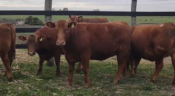 Lote Cabaña San Isidoro