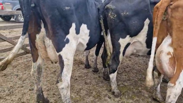 Lote 3 Vaca, San José