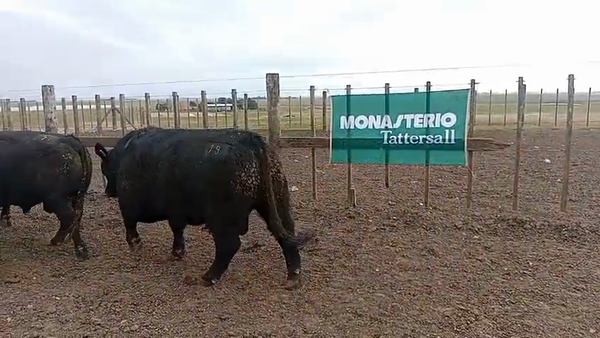 Lote Toros