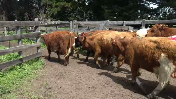 Lote 55 Novillo Engorda en Quillón, XVI Región Ñuble