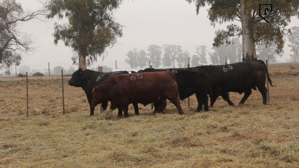 Lote TOROS PUROS CONTROLADOS